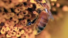 The Role of Bees in Our Ecosystem