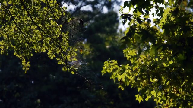 وثائقي تحقيقات جرائم القتل 2025 » تحقيقات جون ولش » الحلقة 7 » الزوج المخادع