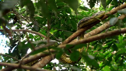 Perdidos: La Fascinante Ciudad Prohibida Del Oro