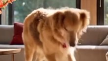 Dog in party mood #dog #funny #viral