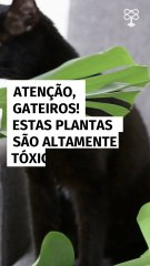 Atenção, gateiros! Estas plantas são altamente tóxicas para gatos