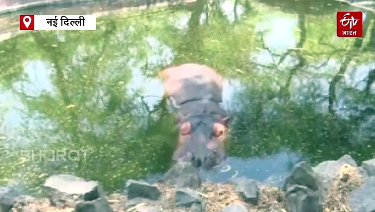 प्रवासी पक्षियों से बर्ड फ्लू का बढ़ा खतराः दिल्ली चिड़ियाघर में बाघ-शेर की खुराक में बदलाव, गर्मी में बर्ड फ्लू फैलने के पीछे ये है वजह