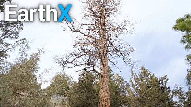 This Tree is a FIRE LADDER | American Forest Fires | EarthX