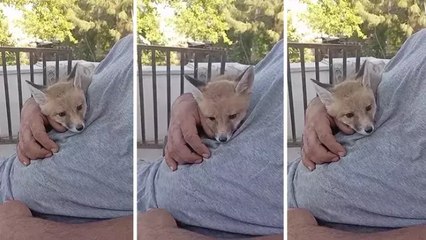 Bahçesine giren tilkiyi kucağına alıp sevdi