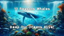 13 Reasons Whales Keep Our Oceans Alive!