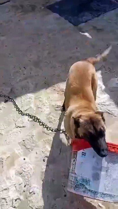Playtime for the Belgian Shepherd🐕‍🦺🐕‍🦺🐕‍🦺