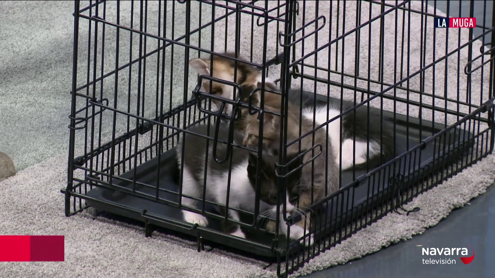 Adopta a Mati Peluso, una gata muy cariñosa con 6 cachorros