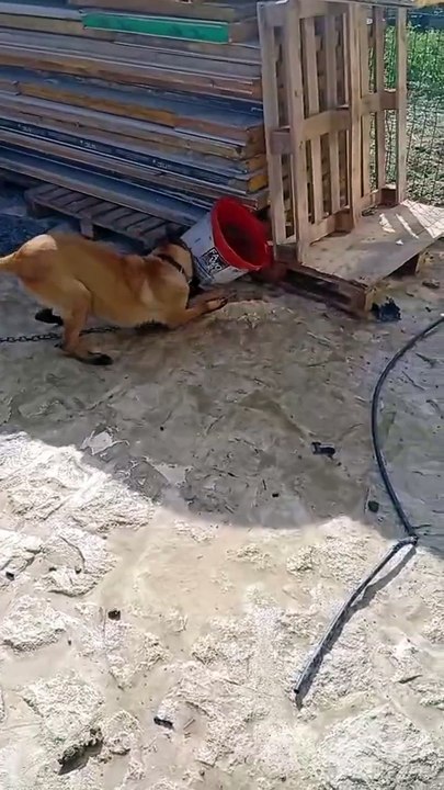 Playtime for the bomb disposal dog belgian wolfhound🐕‍🦺🐕‍🦺🐕‍🦺
