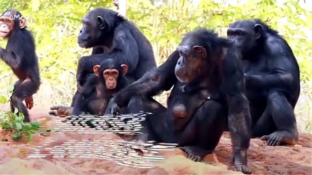 This is The Coolest Thing About The Secret Language Chimps Use to Communicate