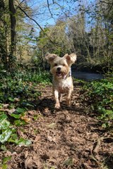 CO ARMAGH RESCUE DOGS - Made with Clipchamp