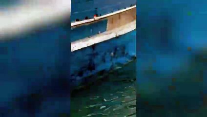 Mergulhador flagra baleia-jubarte em praia do litoral do Paraná