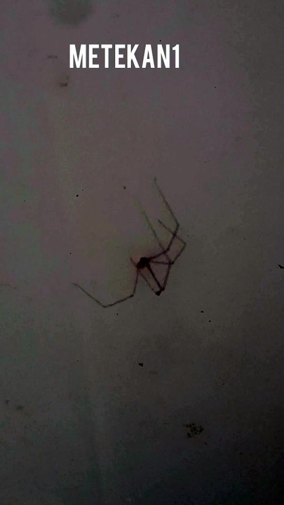 sleeping spider🕸️🕷️