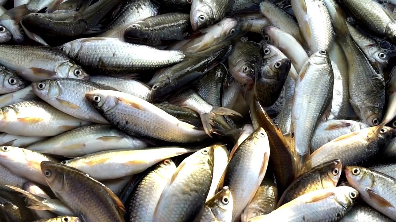 Pedro Guimarães Conta_ A Origem da Pesca Submarina e Sua Jornada Esportiva