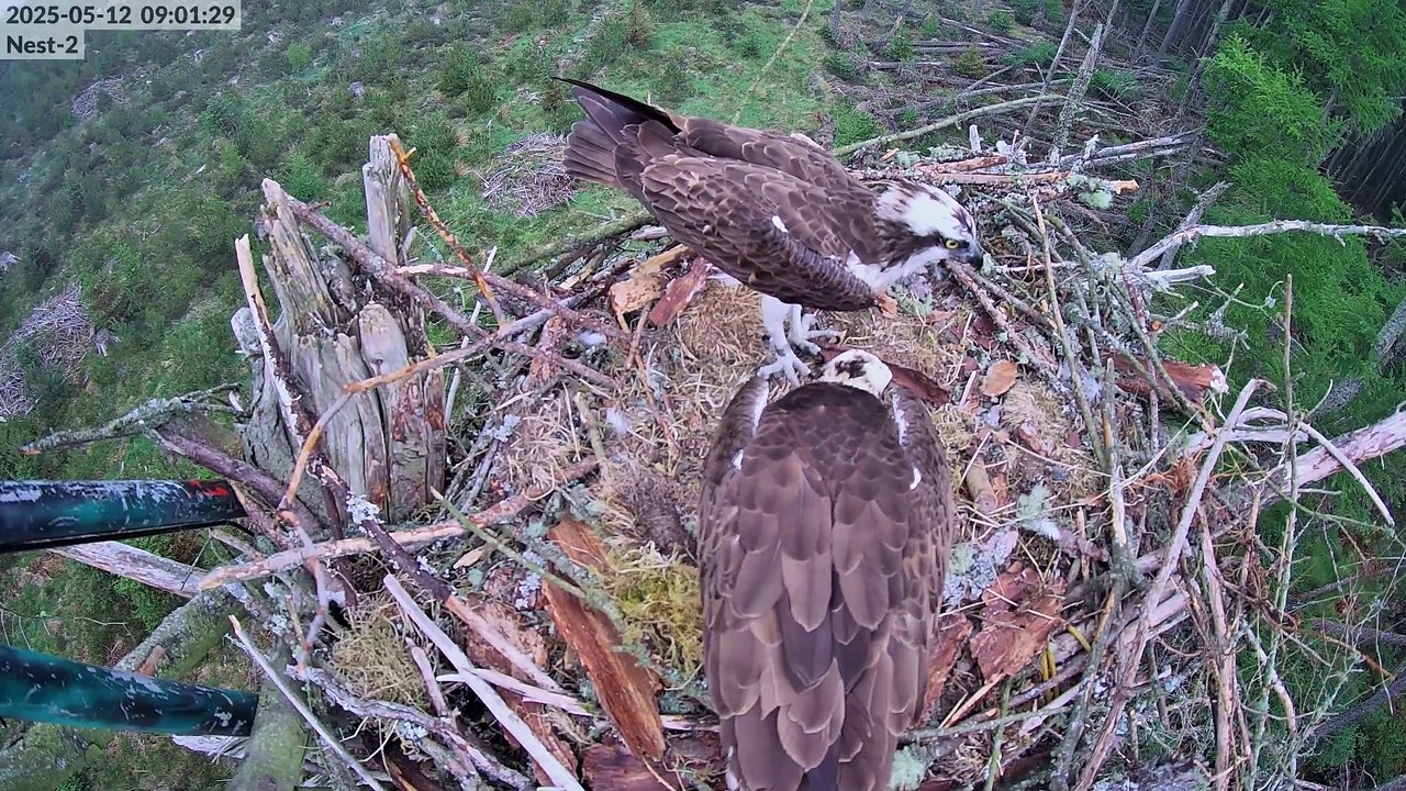 Osprey love triangle video