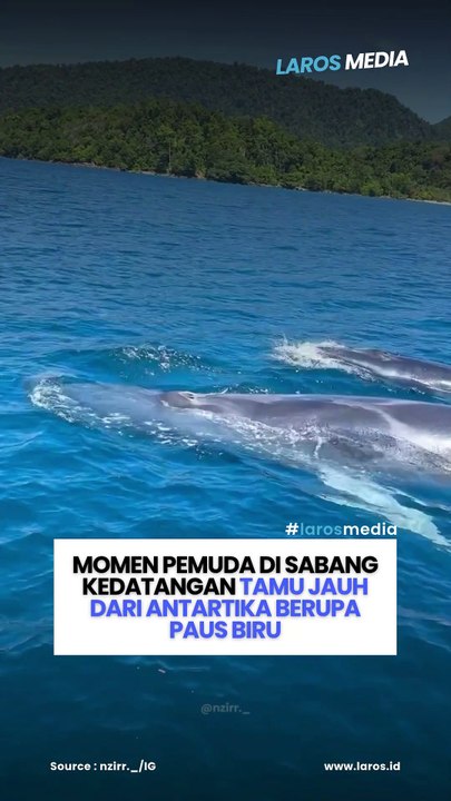 Momen Pemuda Di Sabang Kedatangan Tamu Jauh Dari Antartika Berupa Paus Biru