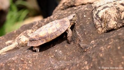 Kenya goes flat out to protect the pancake tortoise