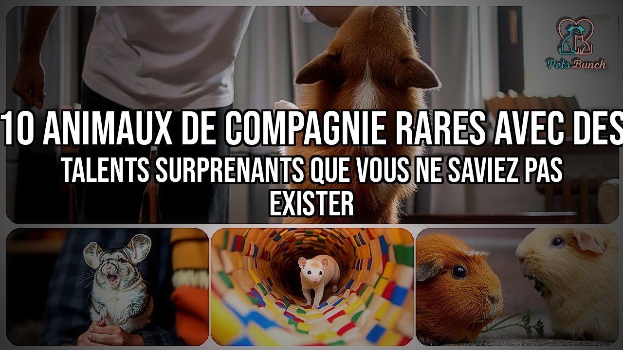 10 Animaux de Compagnie Rares avec des Talents Incroyables Que Vous Ne Connaissiez Pas !