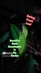 Beautiful tiny grasshopper in my garden. Eating fresh leaves of my plants. Small little creation of Allaah.