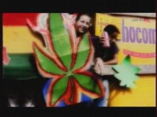 Le chanvre - Une plante aux multiples facettes (Partie 2-3)