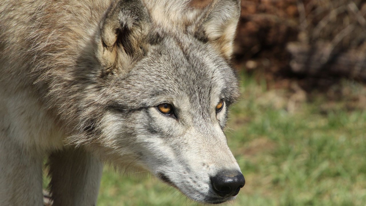 "Cambio en régimen de protección permitiría matanza de lobo ibérico en algunos países de Europa", advierten organizaciones internacionales