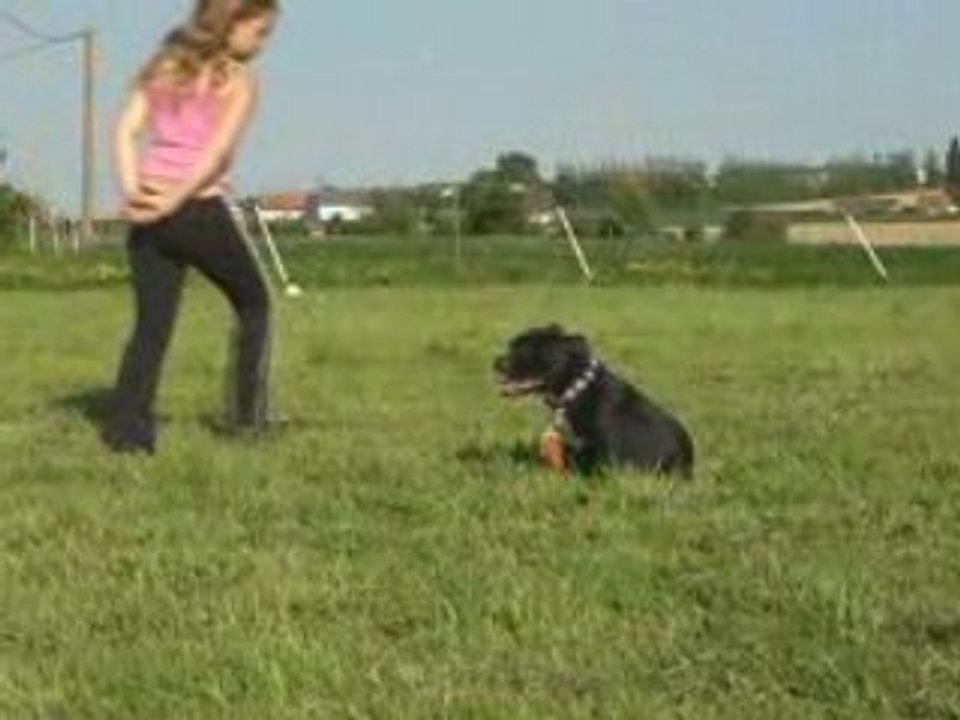 Staffie 5