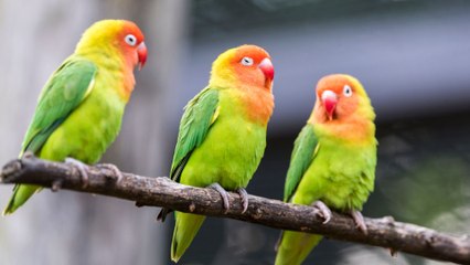 “Poblaciones de aves ha disminuido”, advierte ornitólogo colombiano