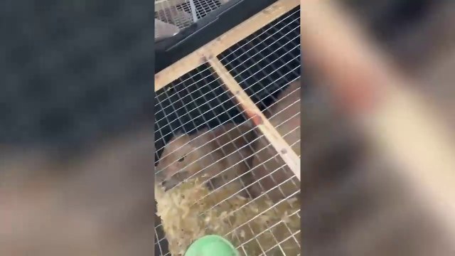 ext-decomiso-de-capibaras-220525