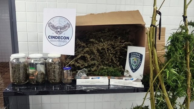 Pé de maconha e porções de drogas são apreendidos em ação contra o tráfico no Santos Dumont