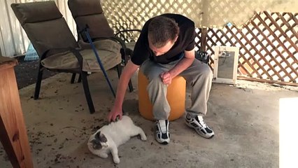 Renewed calls for government to subsidise vet care