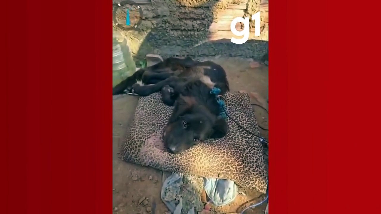 Abandono de Animais é crime