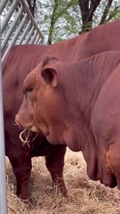 R.R. AGRO CATTLE AND DAIRY FARM