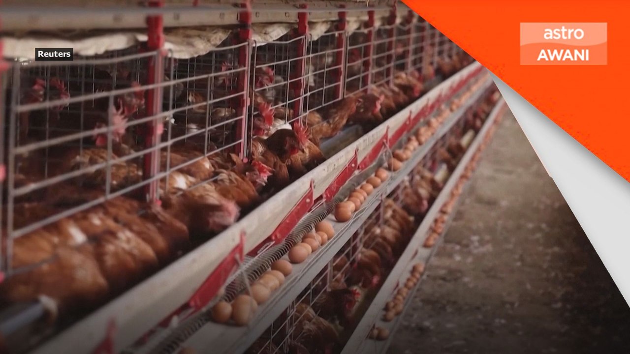 Colombia henti import burung dari Brazil akibat selesema burung