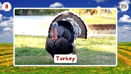 25 Farm Animals for Toddlers | Learn Farm Animals Names | Types of Farm Animals for Kids