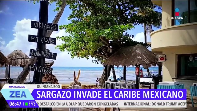 El sargazo comienza a invadir las playas del Caribe mexicano