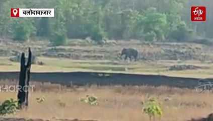 बलौदाबाजार में 28 हाथियों के दल की एंट्री, अर्जुनी परिक्षेत्र में दहशत