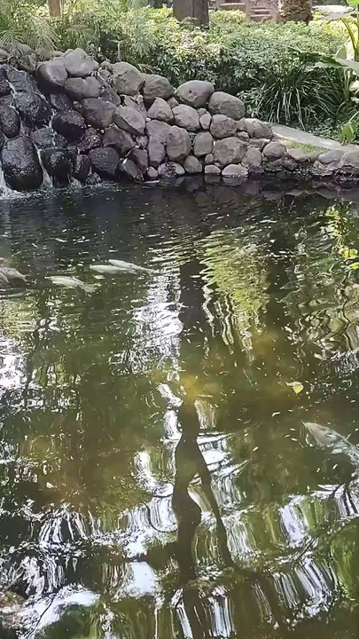 Peces en Los Pinos (Vídeo 65)