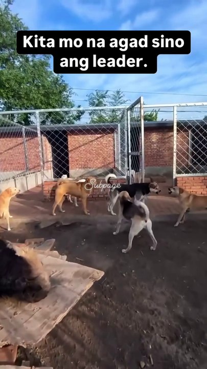 The Real ALPHA didn't need to Bark