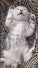 Proof That Doing Nothing Can Be Adorable