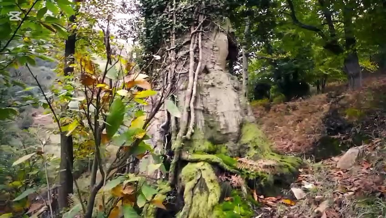 nature tings