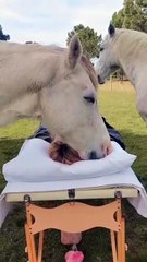 Horses enjoy the wind from god