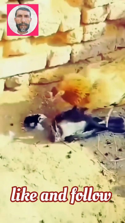ماں کی محبت کا عظیم منظر — مرغی نے کوے کو بچوں سے بچانے کیلئے جان لڑا دی Mother's Unmatched Love — Hen Fights Off Crow to Protect Her Chicks