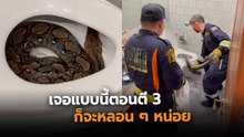 ตี 3 จะเข้าห้องน้ำ เปิดฝาชักโครกแทบช็อก งูตัวเบ้อเริ่มขดอยู่ในโถส้วม !