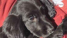 Cachorro de spaniel abandonado: los voluntarios se sorprenden al ver sus patas