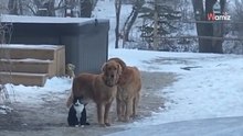 Kobieta filmuje dwa psy i kota, po czym zaczyna płakać (video)