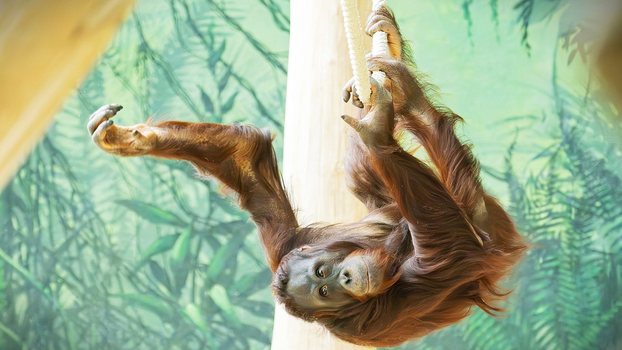 Junges Orang-Utan-Männchen im Tiergarten Schönbrunn eingezogen