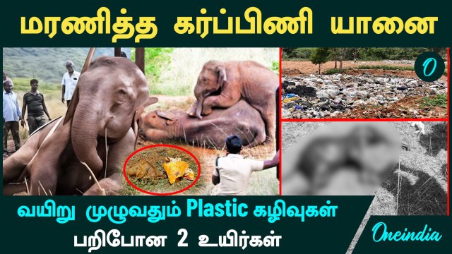 Coimbatore Elephant வயிறு முழுவதும் Plastic கழிவுகள்...பறிபோன 2 உயிர்கள்...யார் காரணம்? | Oneindia