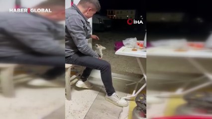 Aç tilki köye indi, kedi gibi insanların elinden yiyecek yedi