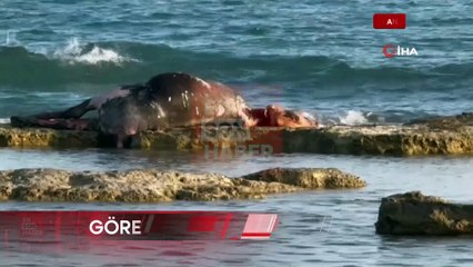 Antalya'da kayalıklarda telef olan inek bulundu