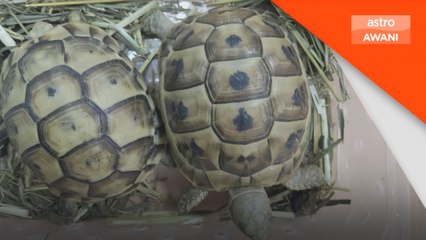 Dua lelaki ditahan cuba seludup keluar lebih 300 haiwan eksotik