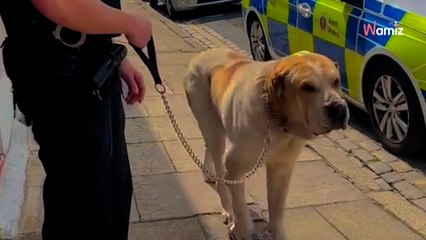 « Ce n’est pas la race qui compte » : un internaute prend la défense de son gros chien après un appel à la police